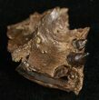 Leidyosuchus Jaw Section With Teeth - Hell Creek #5724-2